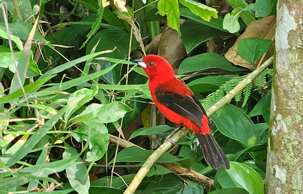 Imagem Mata Atlântica